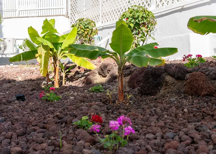 Alsol Caribes 2 - Adults Only * Playa del Inglés